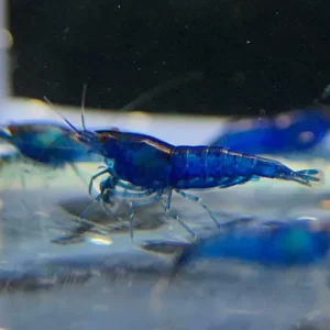 Blue Shrimp ( শ্রিম্প ) Price in Bangladesh