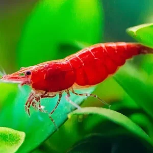 Cherry ( শ্রিম্প )