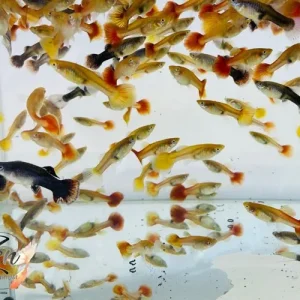 mix-guppy-Price-in-Bangladesh