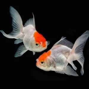 Red Cap Goldfish