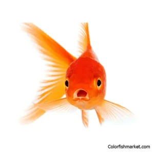 goldfish