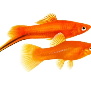 Swordtail - (সোর্ডটেইল) জোড়া (এই ফিস সরাসরি বেবি দেয়)